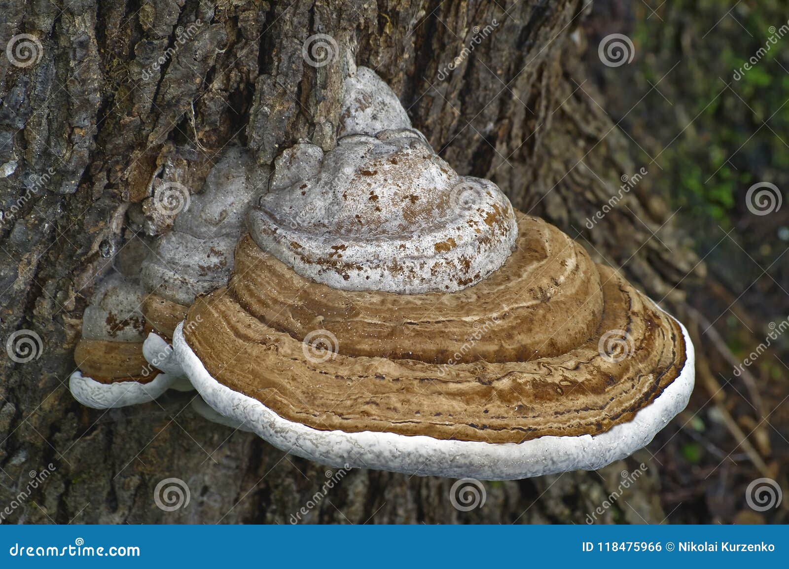 close up image of artistÃ¢â¬â¢s conk fungus.